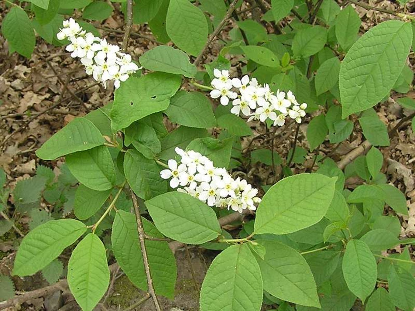 Prunus padus - 80-100 CM bare root 1/1